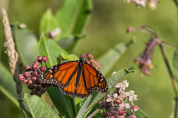 Monarch Butterfly nectaring on a common milkweed flower. 