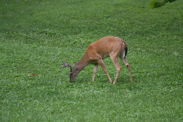 Eight Point Buck in Forest Park 2020 I 