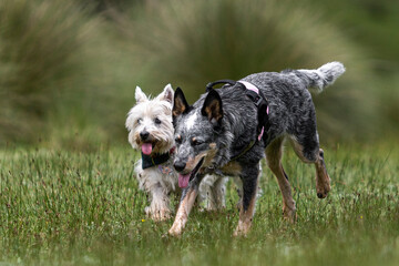 White Westin Highland terrier and Blue heeler Australian cattle dog purebreed dogs strolling over grass