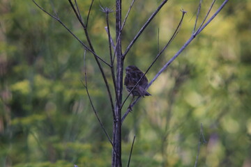 sparrow sitting on a tree at evening light