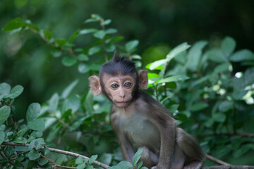 Fototapeta premium 可愛いサル 