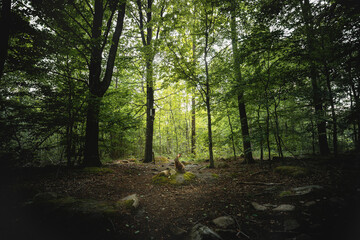 Dramatic forest glade being visited by a wild hare. The hare remained very still even though i...