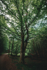 A great ancient wildwood tree, branches spreading towards the sky