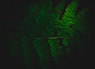 Dark picture of tropical leaves in rainforest, moody setting. Black background.