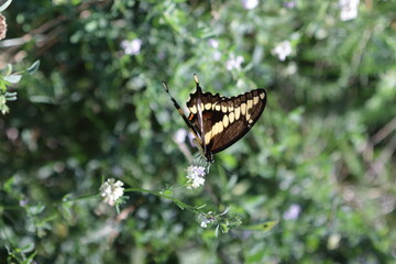 Canadian tiger swallowtail yellow butterfly