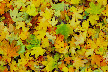 Red, green and yellow leaves of the maples had fallen to ground.