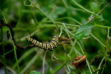 gusano en su habitat natural
