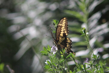 Canadian tiger swallowtail yellow butterfly