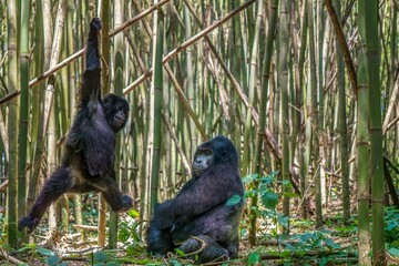 A rare view of family behavior, as a male silverback mountain gorilla watches his son playfully swinging on a vine in a bamboo forest in Rwanda. The son is motion blurred but appears to be smiling.