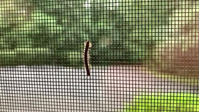 Millipede on screen in slow motion