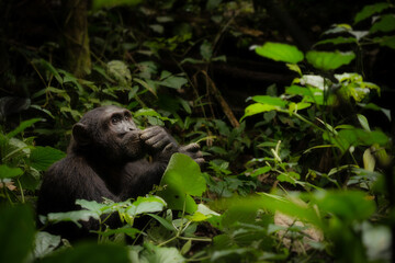 Portrait of an adult male wild chimpanzee sitting in the forest of Kibale National Park, Uganda