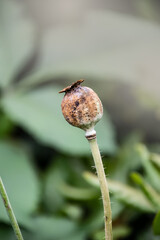 Ripe Opium poppy seed heads, Papaver somniferum, oriental poppies