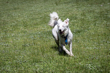 happy white Border Collie dog running over grass