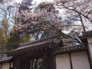 山門と桜の花