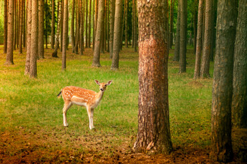 Little cute spotted deer in a forest glade among the pines in the sun