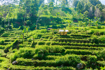 Jawa, Insel, Indonesia,,borubodur, Temple, , vulcano. sawa, rise