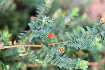 Lemon-scented Darwinia (Darwinia citriodora) in flower, South Australia