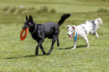black dog and whote Border Collie running and playing with orange frisbee toy on grass