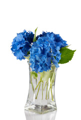 Beautiful blue flowers in clear vase isolated on white with reflection