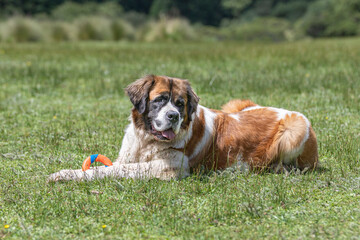 portrait of happy st bernard dog in grass with colorful toy