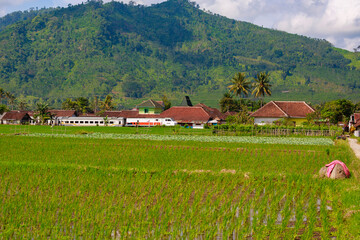 Jawa, Insel, Indonesia,,borubodur, Temple, , vulcano. sawa, rise