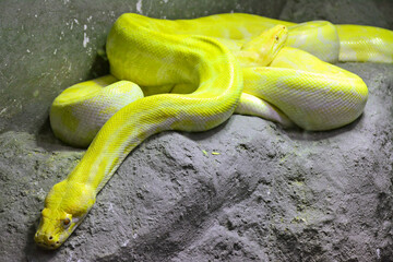 Yellow snake at Dusit Zoo in Khao Din Park, Bangkok, Thailand