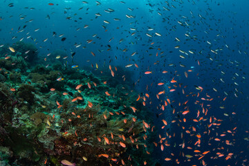 Fototapeta na wymiar Small, colorful fish hover near corals on a healthy reef in Alor, Indonesia. This remote region is known for its incredible biodiversity and is a destination for scuba divers and snorkelers.