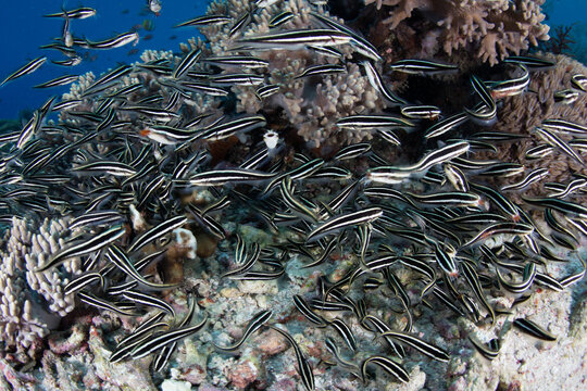 A school of Striped eel catfish, Plotosus lineatus, swarms over the seafloor searching for food in Alor, Indonesia. This remote, tropical region harbors extraordinary marine biodiversity.