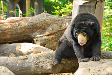 Malaysian sun bear at Dusit Zoo in Khao Din Park, Bangkok, Thailand