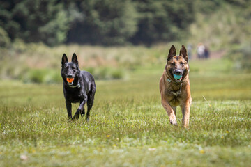 black and tan belgian malinois shepherd dogs running playful in the field