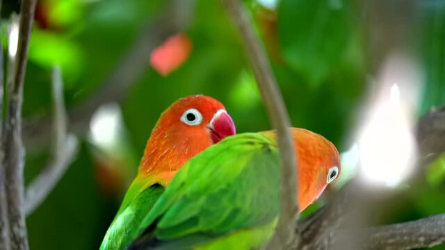 This close up slow motion video shows a pair of tropical Fischer's Lovebirds (Agapornis fischeri) feeding each other and kissing.