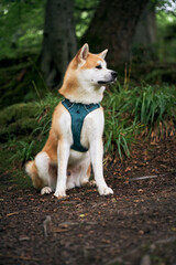 A cloudy day with my dog in the woods.