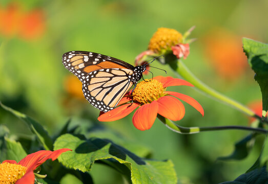 Monarch butterfly drawing nectar from red flower with yellow center in selective focus with green leaves in blurred background