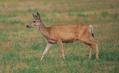 deer in the grass