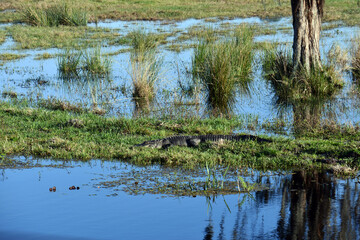 Large alligator in swap