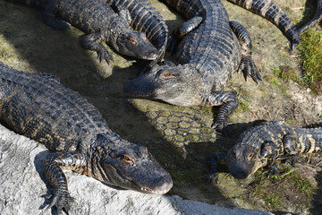 Large alligators on Riverbank