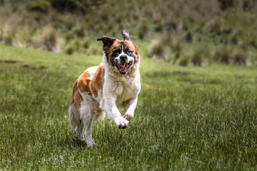 happy saint bernard breed dog running on grass in natural environment with open mouth and flying ears