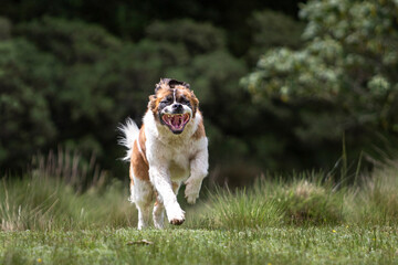 happy saint bernard breed dog running on grass in natural environment with open mouth and flying ears
