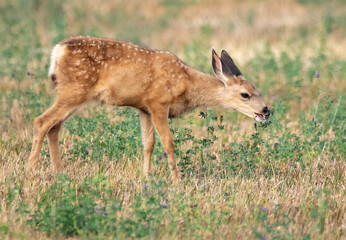 young deer (fawn) in the forest