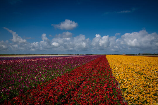 Blumenmeer Nordholland