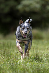 Naklejka na ściany i meble happy blue heeler or Australian cattle dog running with open mouth and pink tongue on green grass in nature