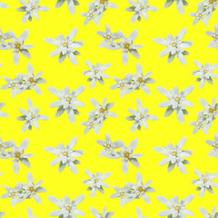 Edelweiss, seamless pattern.