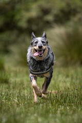 happy blue heeler or Australian cattle dog running with open mouth and pink tongue on green grass in nature