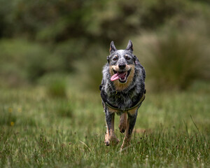 happy blue heeler or Australian cattle dog running with open mouth and pink tongue on green grass in nature