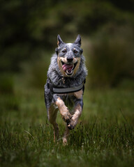 Naklejka na ściany i meble happy blue heeler or Australian cattle dog running with open mouth and pink tongue on green grass in nature