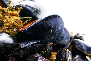 Mussels on a white background