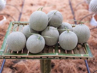 fresh Melon growing in farm. Melon is a delicious fruit packed with nutrition, usually fresh...