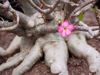 Pink Mock Azalea is flowering plant in the dogbane family, Adenium obesum (Desert Azalea, Sabi Star, Impala Lily, Kudu Lily) has long been used as a poison. its has a beautiful root.