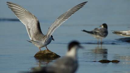 Bird landing on a rock.