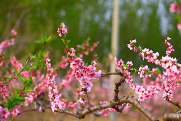 Blooming peach blossom, very beautiful
